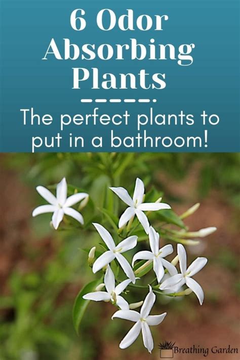 These 6 Odor Absorbing Plants Are Perfect For Any Bathroom Breathing