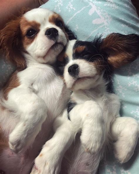 21 Puppies That Are Too Cute To Be Real Cuteness