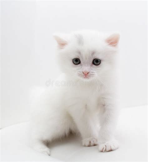 If a cat attacked you in a dream, such a dream might signify some evil enemies around you, attempting to ruin your a white cat in dreams is not a good sign and might be forewarning some difficulties in the near future. Small white cat stock image. Image of hair, puppy, feline ...