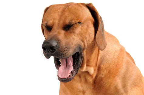 Lung cancer can be primary (originated from the lungs) or metastatic (originated somewhere else and spread to the lungs). Dog Asthma Symptoms, Treatment, and Natural Home Remedies ...