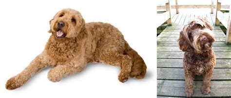 Obedient and affectionate, the energetic, athletic portuguese water dog requires daily. Portuguese Water Dog vs Golden Doodle - Breed Comparison