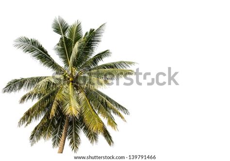 Coconut Tree Isolated On White Background Stock Photo 139791466