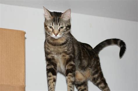 Dogs and cats play an important role in our society. What do cats, dogs, and pigs have in common?