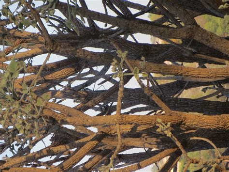 Erythrina Latissima Broad Leaved Coral Tree Breëblaarkoraalboom Muvhale