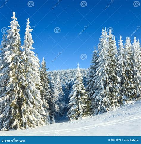 Winter Spruce Trees Stock Photo Image Of Cold White 20515978