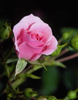 Maybe you would like to learn more about one of these? Unconditional Love