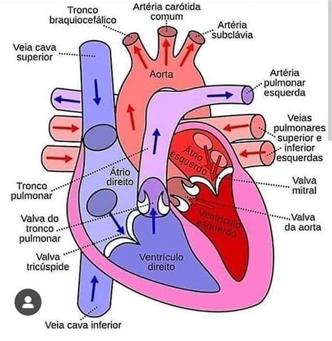 Partes Del Corazón Human Heart Diagram Human Anatomy And Physiology