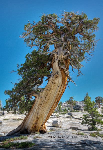 Old Western Juniper Yosemite — Digital Grin Photography Forum
