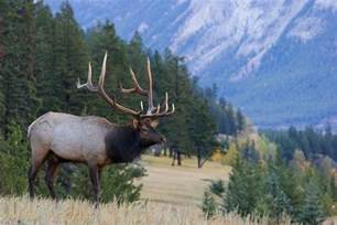 17 Best Images About Wild Elk On Pinterest Montana The Elk And