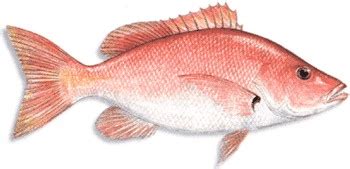 Jenis ikan ini banyak digemari karena memiliki tekstur daging yang lembut dan gurih. Jenis-jenis Ikan Kakap