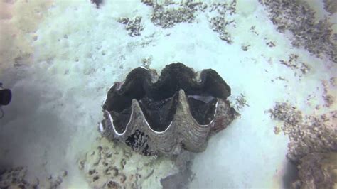 Great Barrier Reef Agincourt Reef Giant Clam Youtube