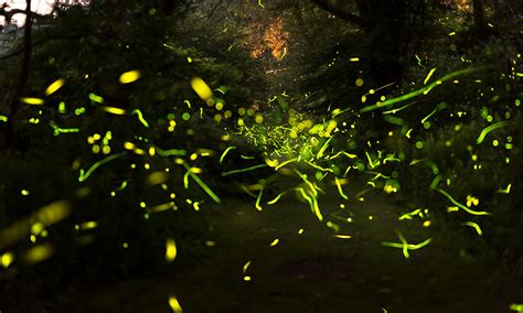 Firefly Researchers Mapping ‘worlds Second Most Interesting Genome