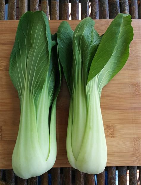 How To Grow Bok Choy Chinese Cabbage Dengarden