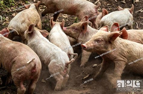 Pig Pile On Top Of Each Other On Earth Stock Photo Picture And