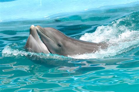 Dolphins Watertight Sex Involves A Strange Twist Scientific American