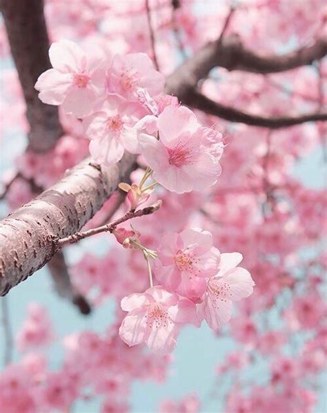 25 Aesthetic Cherry Blossom Wallpapers Wallpaper Hd