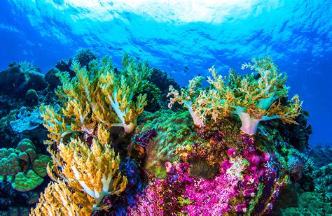 The coral reefs are being boiled alive. 9 reasons coral reefs are so integral to our survival ...