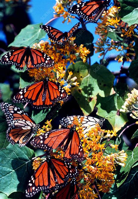 Monarch Butterflies Feeding Stock Image Z3551053 Science Photo