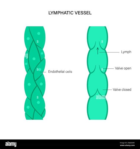 Lymphatic Vessel Conceptual Illustration Stock Photo Alamy