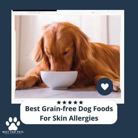 The 11 Best Grain Free Dog Foods For Skin Allergies