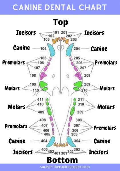 Dog Teeth Charting