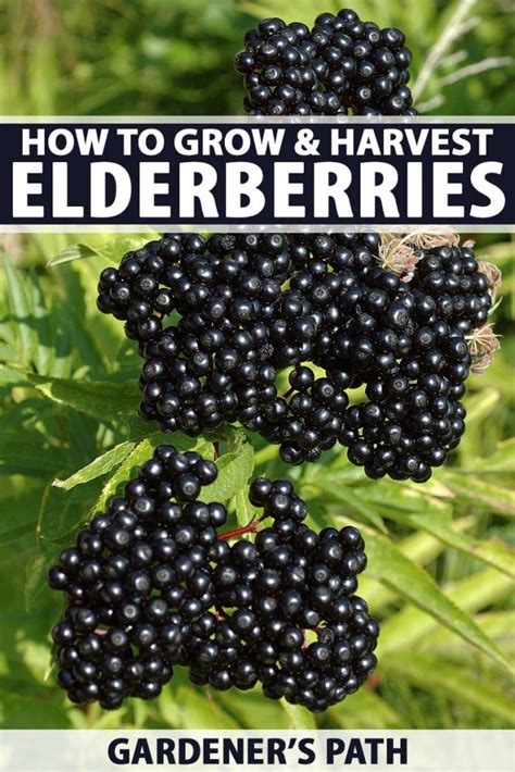 How To Grow Elderberries Gardeners Path
