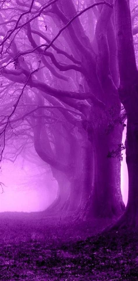 Purple Forest Wallpaper By Savanna Download On Zedge Ad95