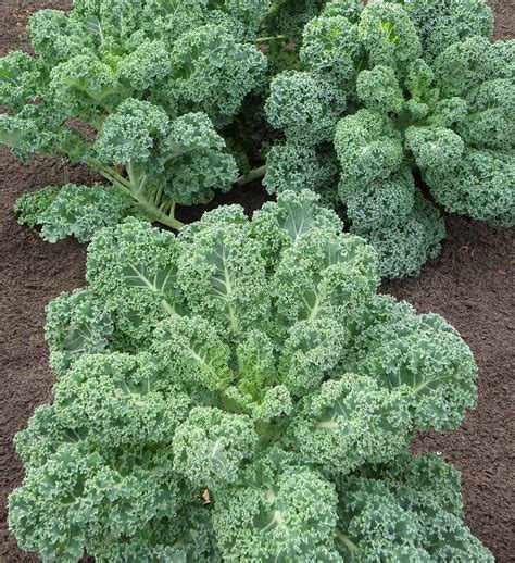 Learn how to plant, grow, and harvest kale in the home garden. Kale, Ripbor - Vegetable Seed - White Seed Company