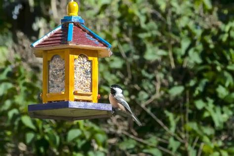 What Color Bird Feeder Attracts The Most Birds Bird Feeder Hub