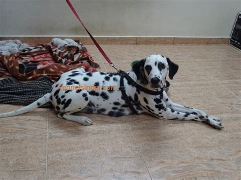 Find the best dalmatian for sale in pakistan. Dalmatian Dog Cost In India