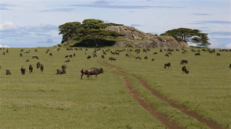 9 Things To See And Do In Serengeti National Park Mapquest Travel