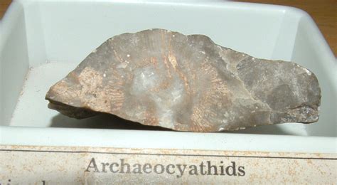 Sponges Achaeocyanthans