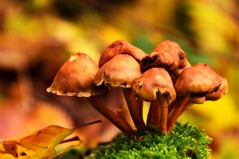 Fall Mushrooms Royalty Free Stock Photo