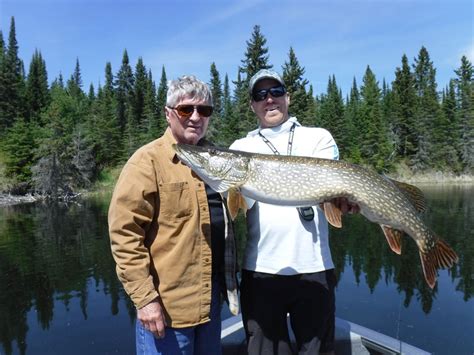 Maybe you would like to learn more about one of these? » Northern Pike | Indianhead Lodge