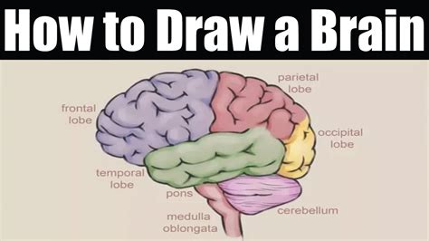 How To Draw Human Brain Diagram Drawing Step By Step