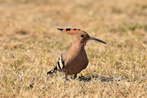 10 Facts You Did Not Know About The Hoopoe Bird Judaica In The Spotlight