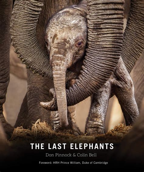 The Last Elephants How To Help Save Elephants In Africa Elephant Conservation