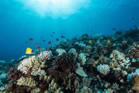 Statewide Herbivore Management To Improve Coral Reef Protection And