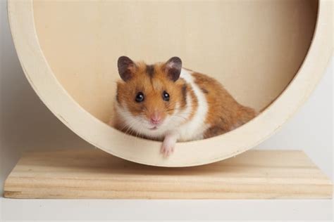 How Much Do Hamsters At Petsmart Cost 2023 Update Pango Pets