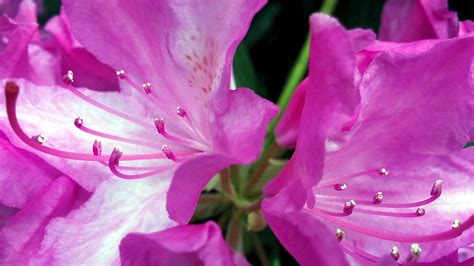 Pink Passion 1 Rhododendron Aslam Karachiwala Flickr