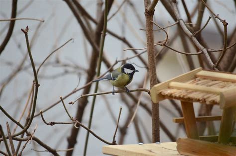 4 free images of holunderbaum. Vögel füttern im YOK-Garten » Ye Olde Kitchen | Food- und ...