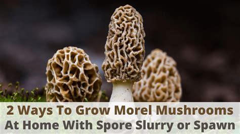 How To Grow Morel Mushrooms Indoors Cultivation Guide