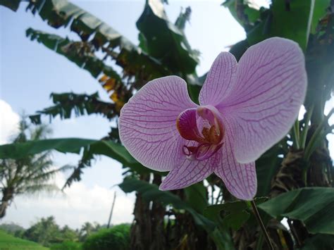 Galeri gambar bunga anggrek terlengkap. Wallpaper Bunga Anggrek Bulan Ungu Dan Pohon Pisang ...