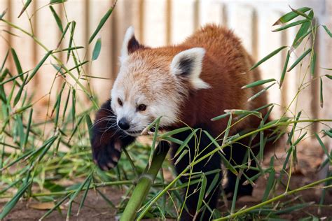 Red Pandas Zoos Winter Visitors Reid Park Zoo