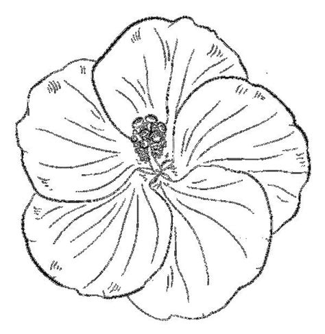 Coloring pages of flowers for preschool free printable hibiscus coloring pages for kids. Hibiscus Coloring Pages Collection | Flower coloring pages ...