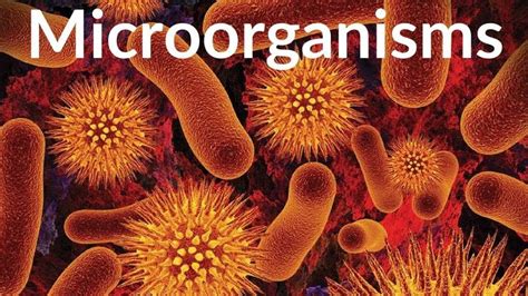Learn About Microorganism Microbes Video For Kids Microorganisms