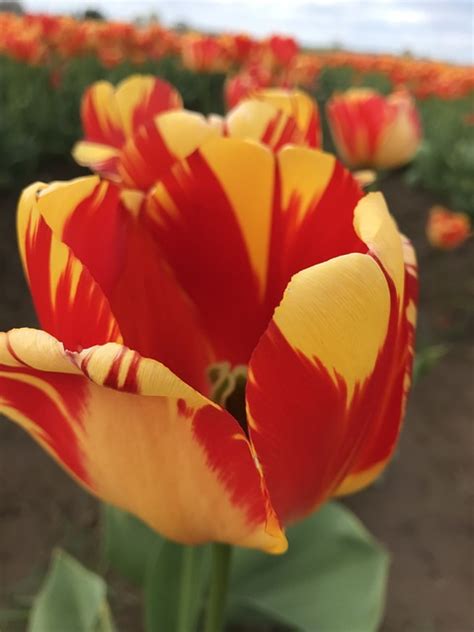 Tulip Flower Spring Free Photo On Pixabay Pixabay