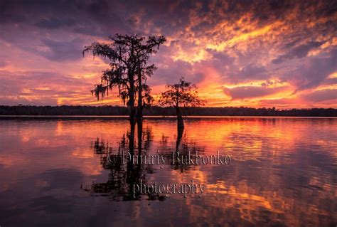 Lake Martin Louisiana Swamp Sunset Photography Lake Prints Etsy
