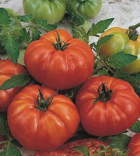 Tomato Marmande Weston Seed