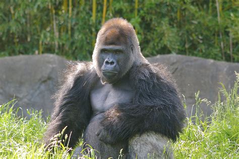 Filebig Male Gorilla Wikimedia Commons